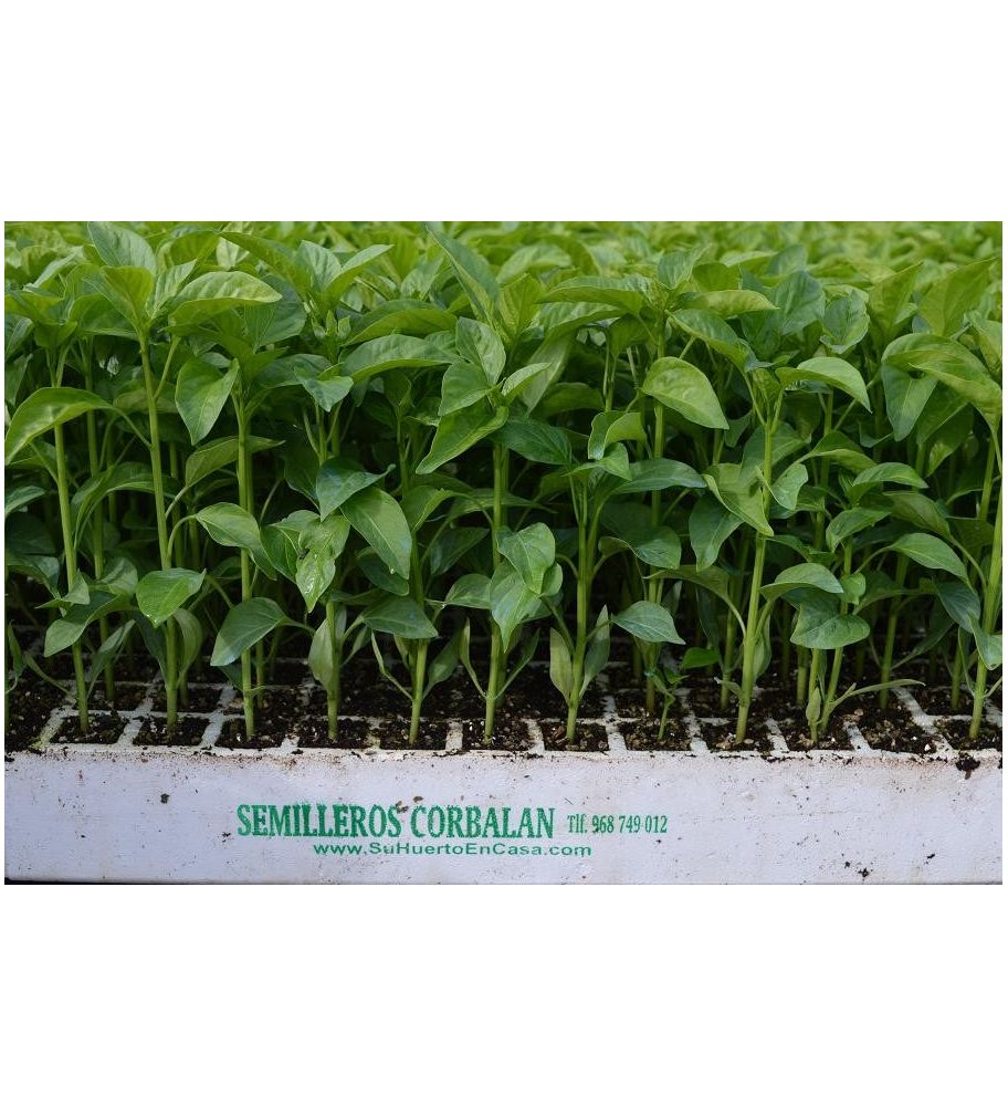 Plantón Pimiento California (10 Unidades)_1