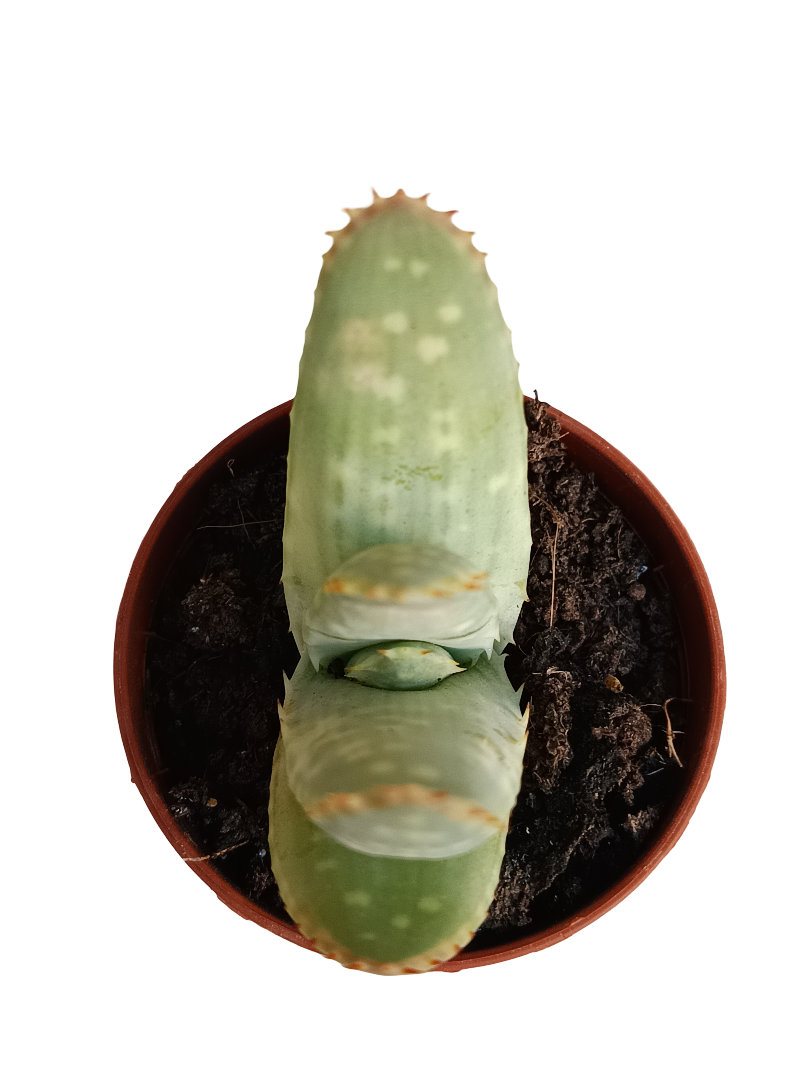 Aloe Marlothii Planta Suculenta Joven Ø5_0