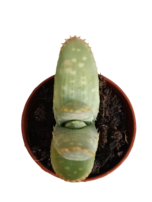 Aloe Marlothii Planta Suculenta Joven Ø5_0