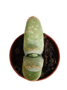 Aloe Marlothii Planta Jovem E Suculenta Ø5
