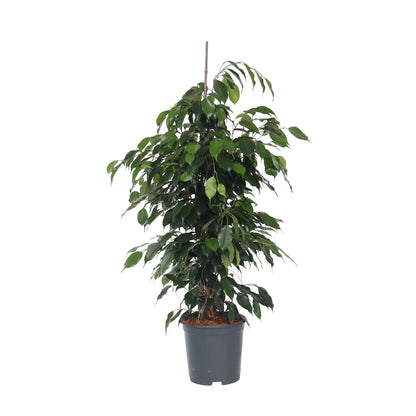 Higuera Llorona - Ficus Benjamina 'danielle' - Altura 100-110cm - ⌀21cm_0
