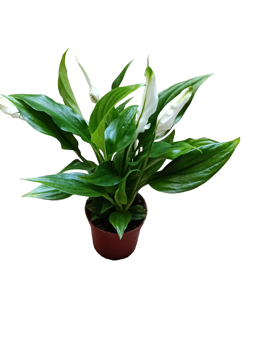 Spathiphyllyum Cupido Ø7 Planta De Interior Con Flor_0