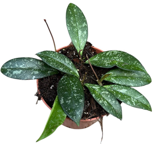 Hoya Cassipetiolata Splash Planta Suculenta Colgante Flor De Cera Ø10_0