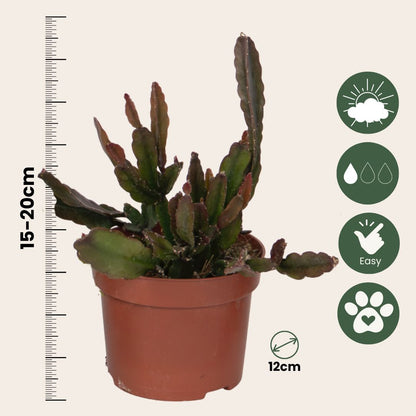 Mezcla De Cactus Coral - Rhipsalis - Pack De 3 - Altura 15-20 Cm - Maceta 12 Cm_2