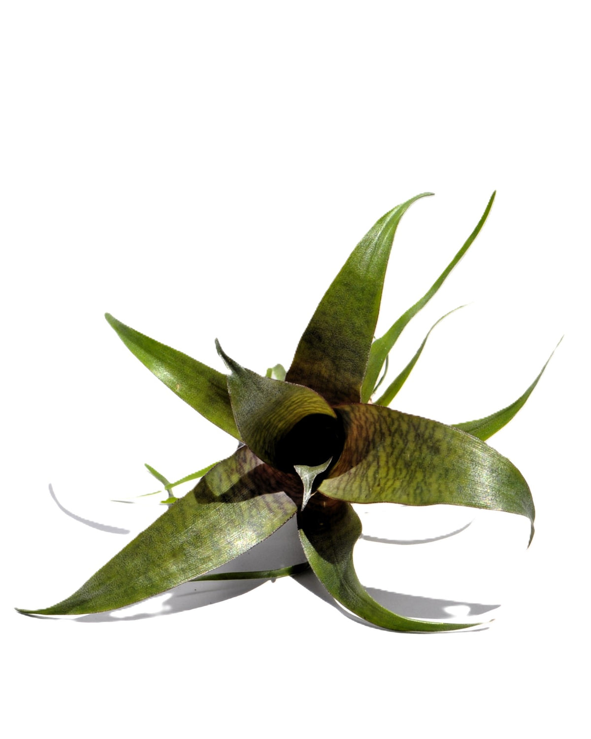 Vriesea 'Tropical Day' M; bromelia tropical; Curiosarium; altura 15 cm, diámetro 15 cm, sin sustrato_1