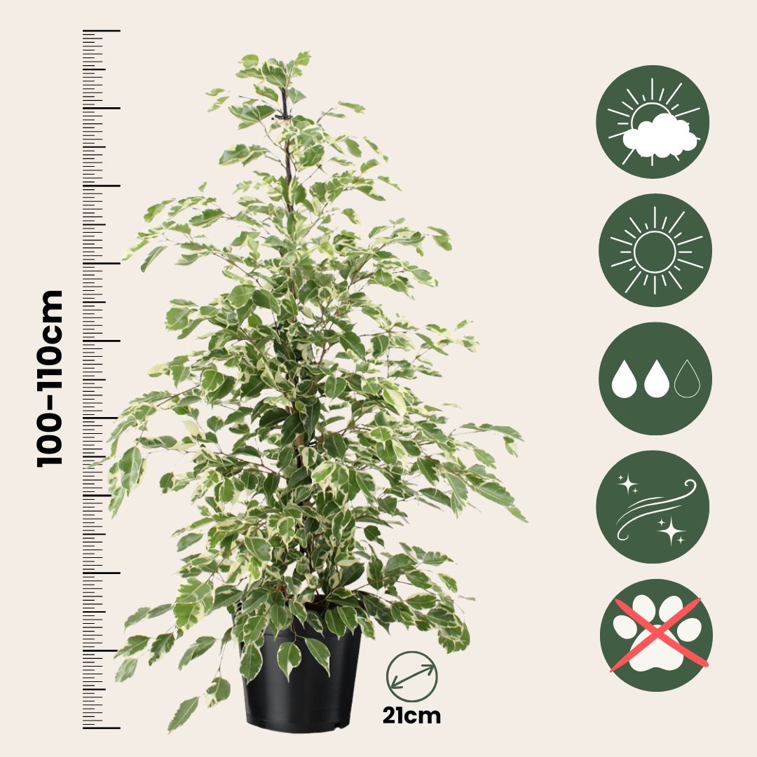 Higuera Llorona - Ficus Benjamina 'twilight' - Altura 100-110cm - ⌀21cm_2