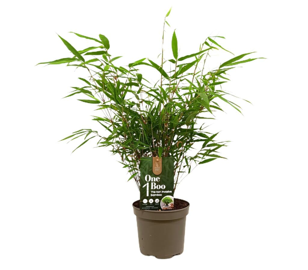 Bambu Fargesia Wenchuan M17 50cm_0