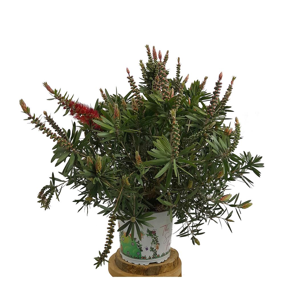 Callistemon Citrinus Splen M20 (limpia Tubos)_0