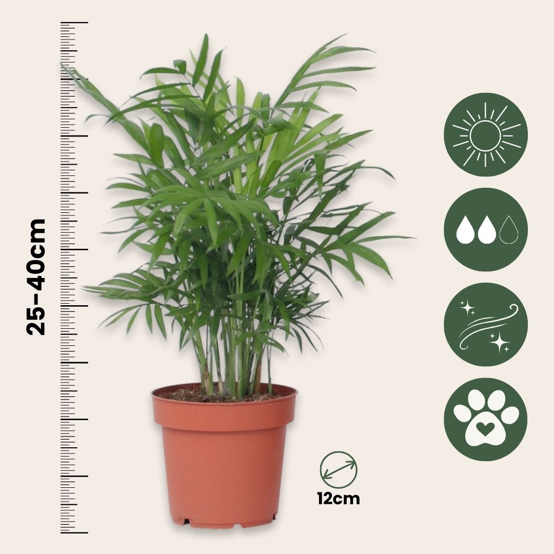 Mini Palmeras De Interior - 2 Pzs - Dypsis Chamaedorea - Altura 25-40cm - ⌀12cm_2