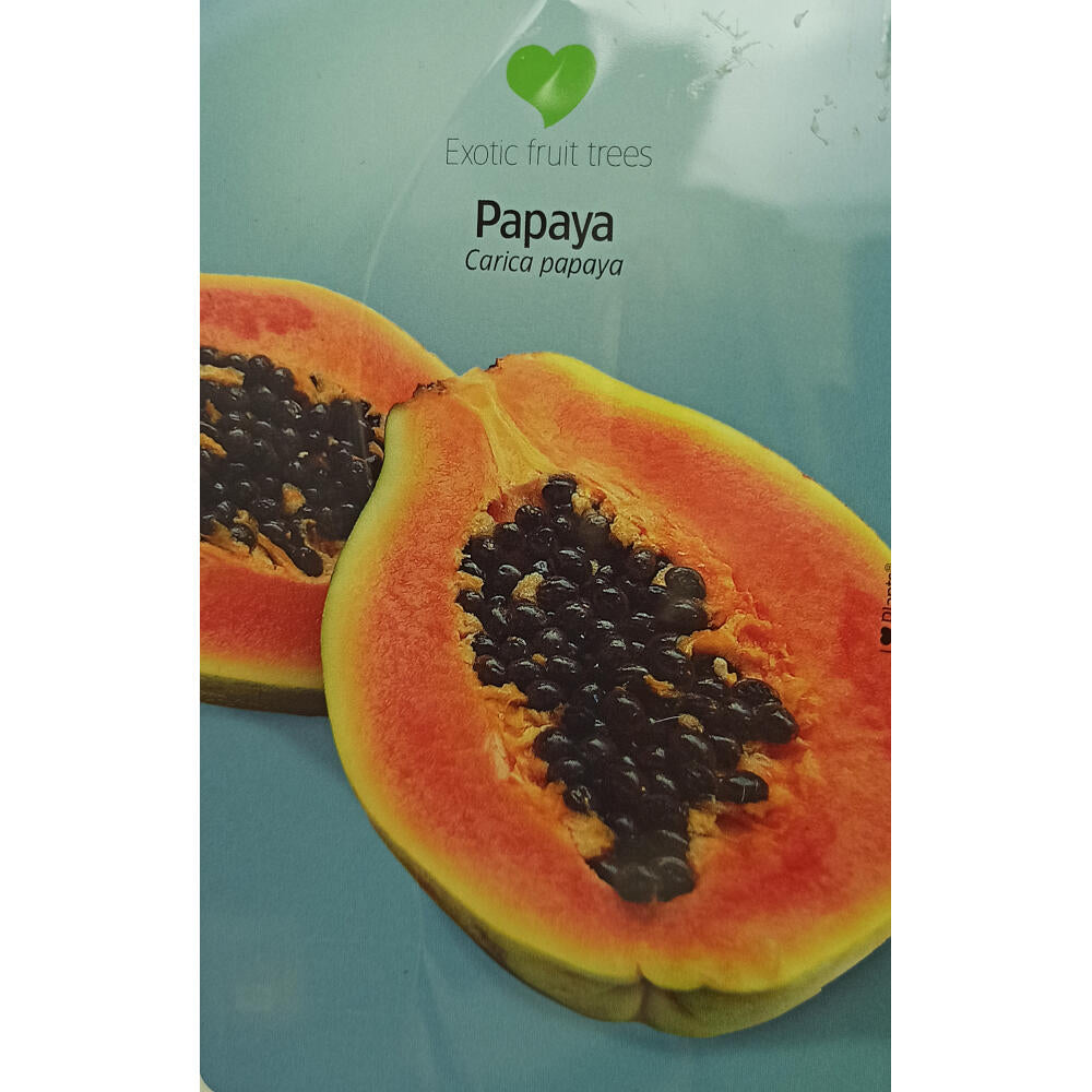 Papaya M26 120cm_1