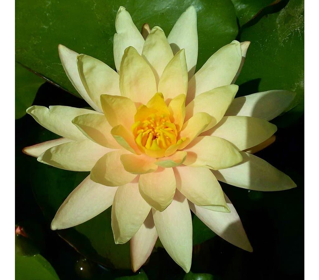 Nenufar Barbara Dobbins_0