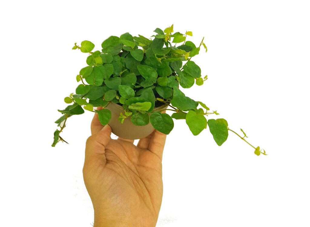 Ficus Pumila Green M9_0