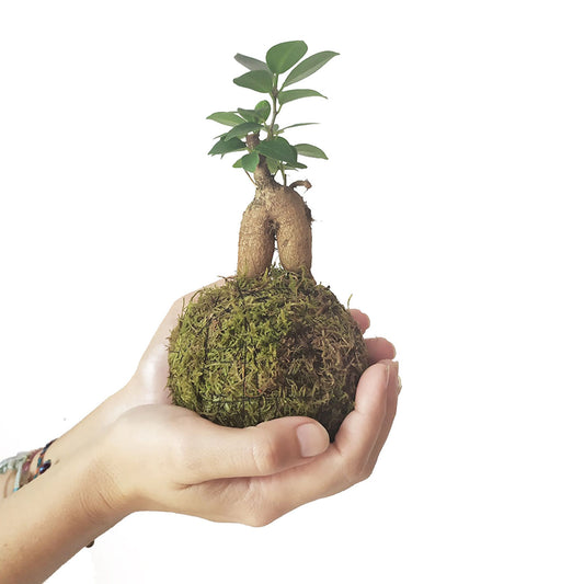 Minificus En Kokedama_0