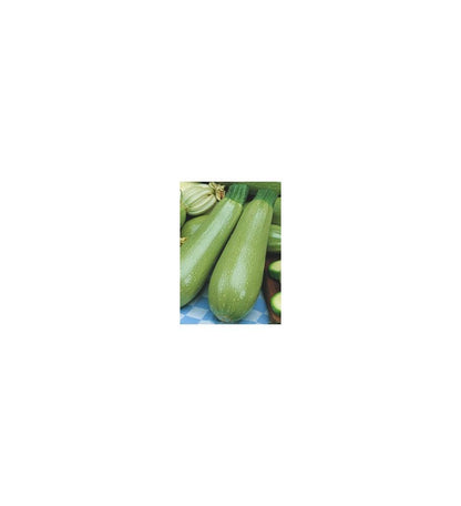 Plantón Calabacín Blanco (10 Unidades)_2