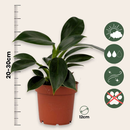 Mezcla Interior Verde - 3 Pzs - Altura 25-40cm - ⌀12cm_2