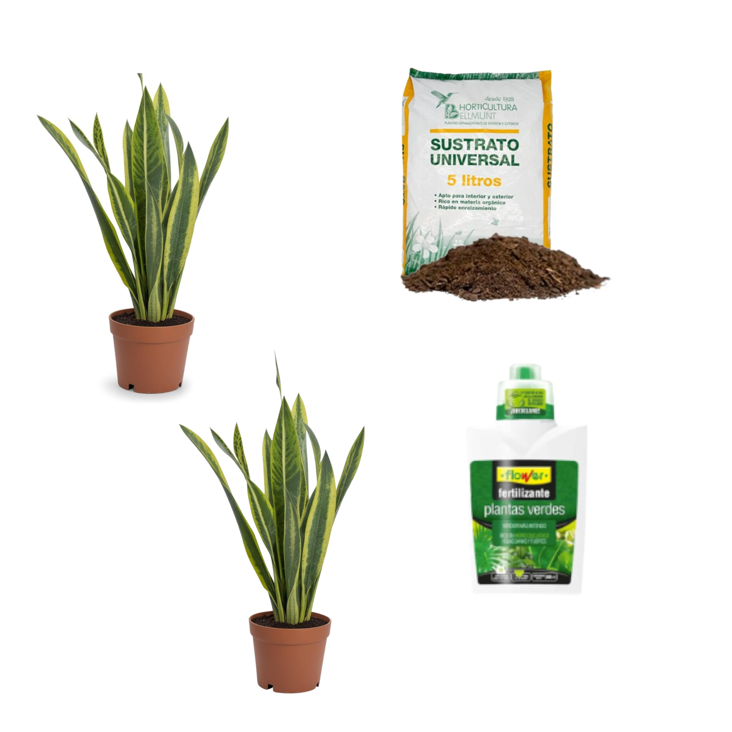 Pack 2 Plantas Sansevieria Interior Maceta Ø12cm + Incluye Saco 10l Sustrato Universal + Fertilizante Plantas 500 Ml_0
