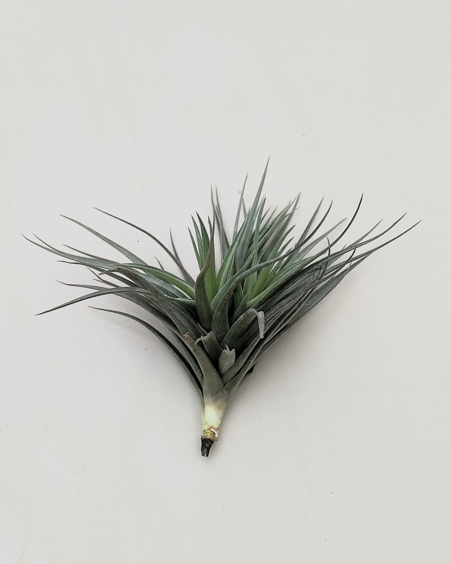 Tillandsia aeranthos 'Negra'; planta del aire negra, burdeos y marrón; Curiosarium; altura 13-15 cm, diámetro 15-18 cm_2