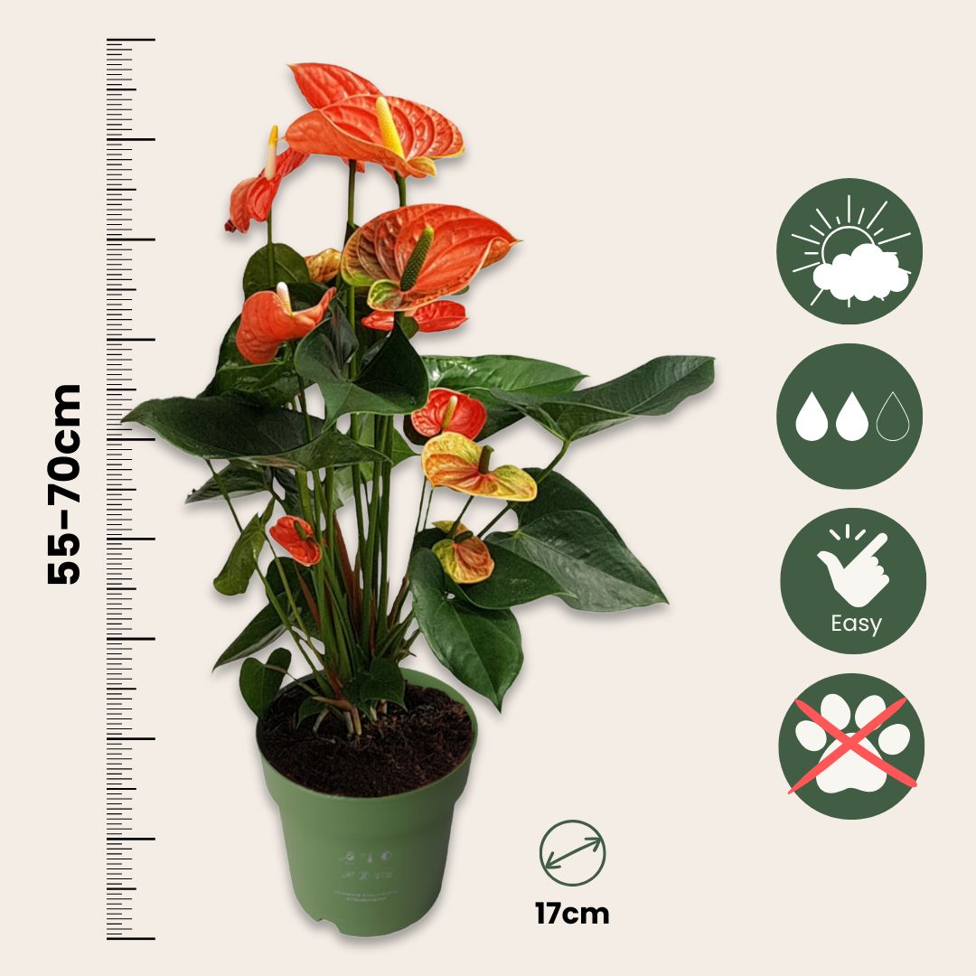 Anturio - Anthurium 'madural Orange' - Altura 55-70cm - Ø17cm_2
