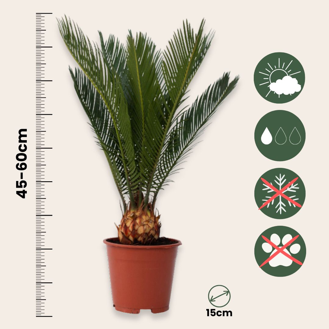Palma De Sagú - Cycas Revoluta - Altura 45-60cm - ⌀15cm_2