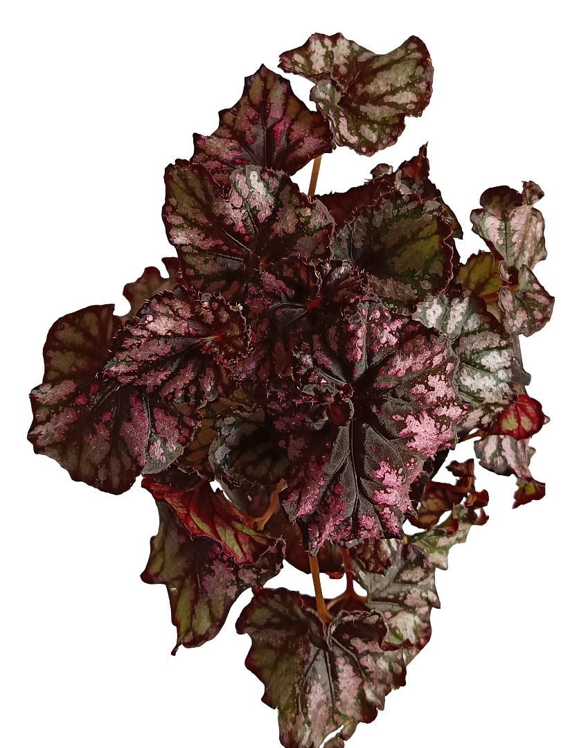 Begonia Cumbia Planta Natural De Interior Ø9_0