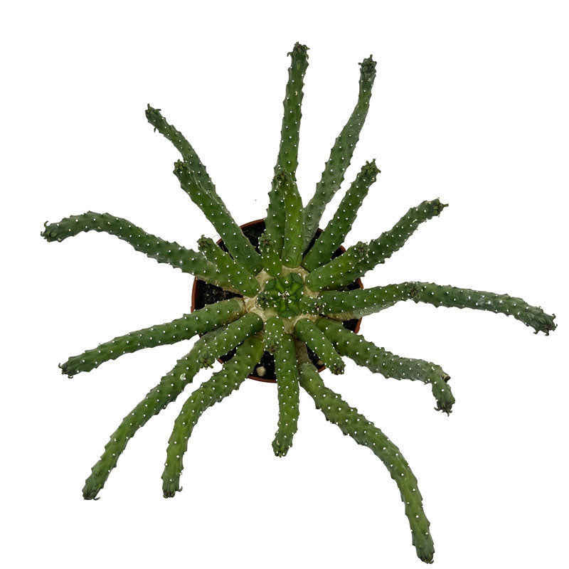 Euphorbia Inermis Cactus Y Suculentas M8,5 cm Ø_1
