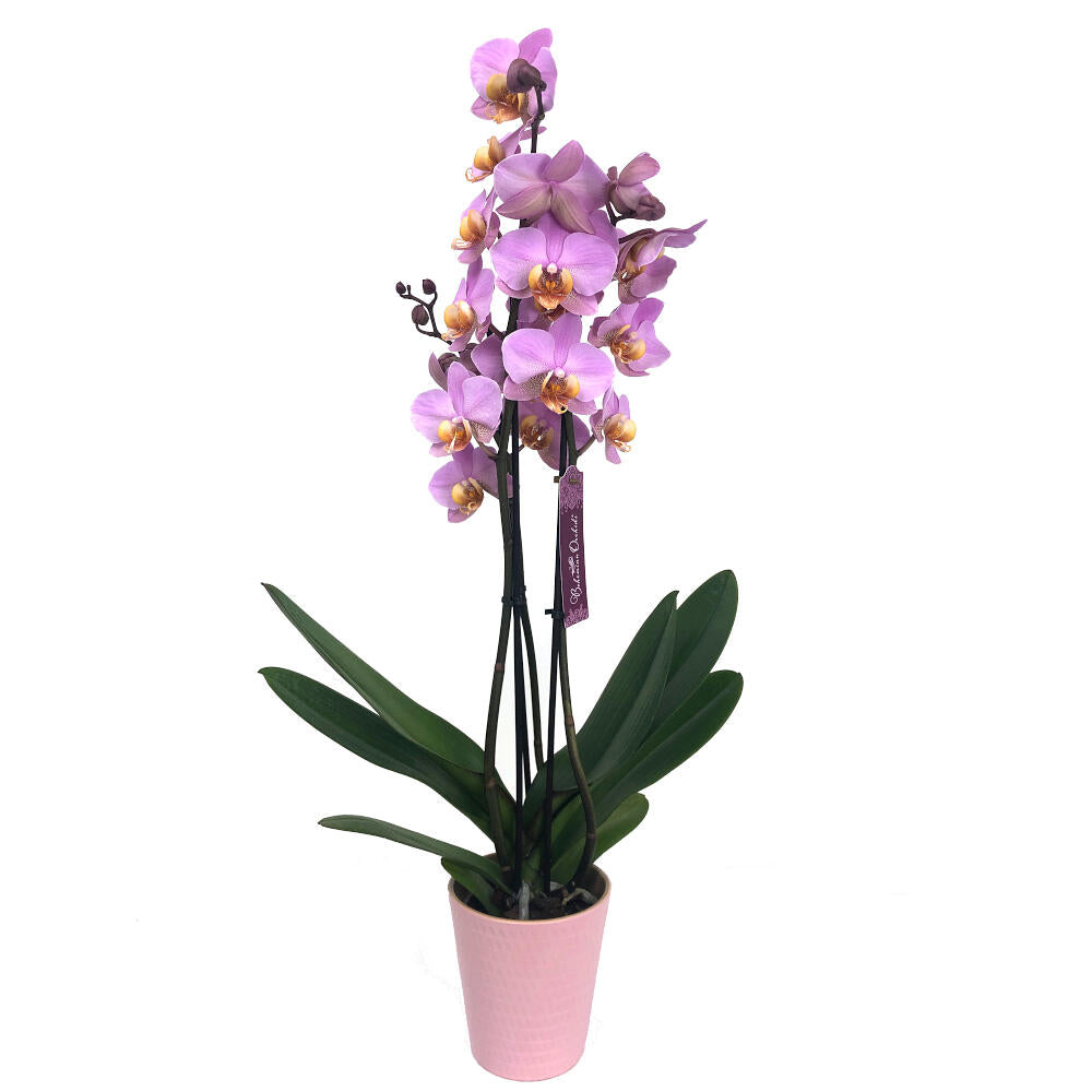 Orquidea Phalaenopsis Beaumont 3 Tallos M12 70cm_0