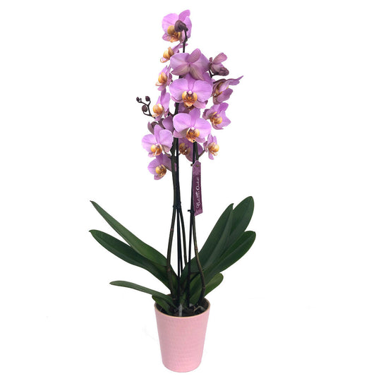 Orquidea Phalaenopsis Beaumont 3 Tallos M12 70cm_0