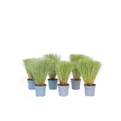 Carex Niebla Amazónica - 6 Pzs - Carex 'amazon Mist' - Altura 15-25cm - ⌀105cm_0