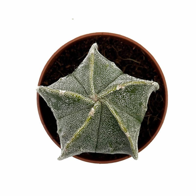 Astrophytum Myriostigma Cactus Y Suculentas M5,5 cm Ø_1