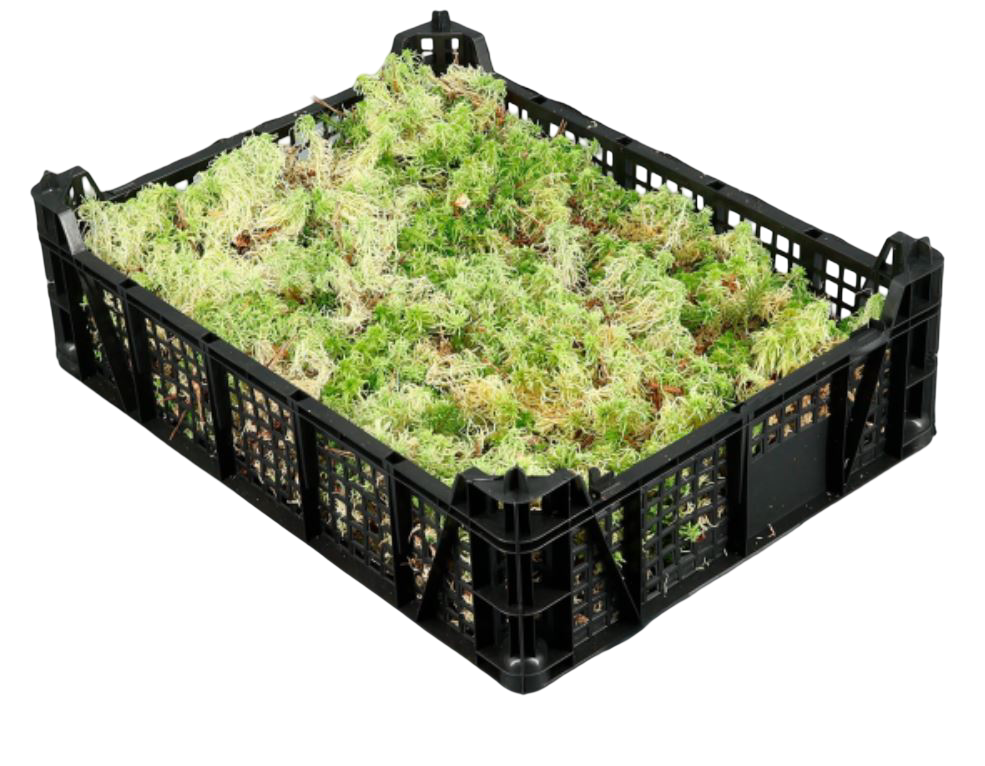Media Caja De Musgo Vivo Sphagnum - Se Envia Sin Caja_0