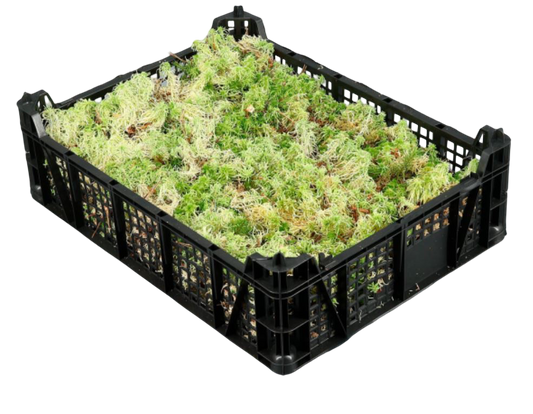 Media Caja De Musgo Vivo Sphagnum - Se Envia Sin Caja_0
