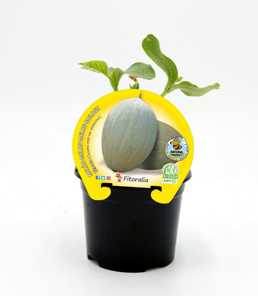 Plantón melón blanco en maceta 10,5 cm. natural - Fitoralia_0