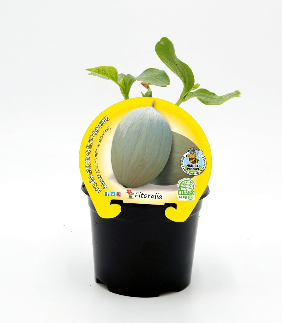 Plantón melón blanco en maceta 10,5 cm. natural - Fitoralia_0