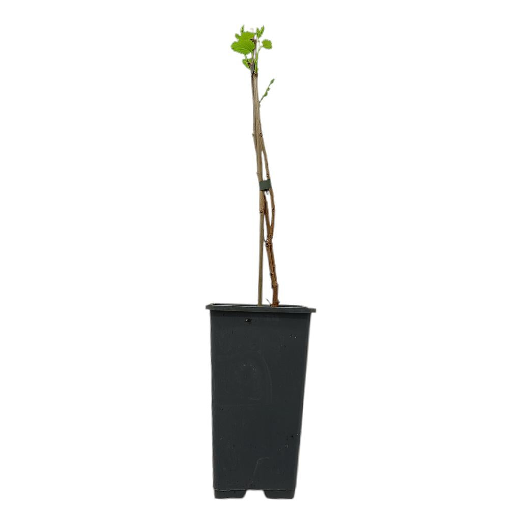 Morus Alba Macrophylla M15_0
