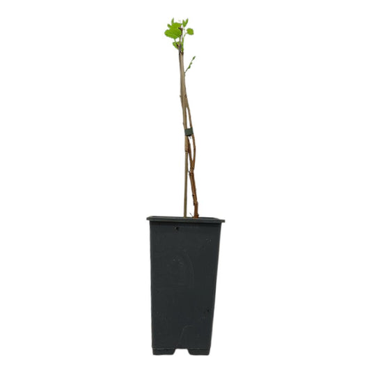 Morus Alba Macrophylla M15_0