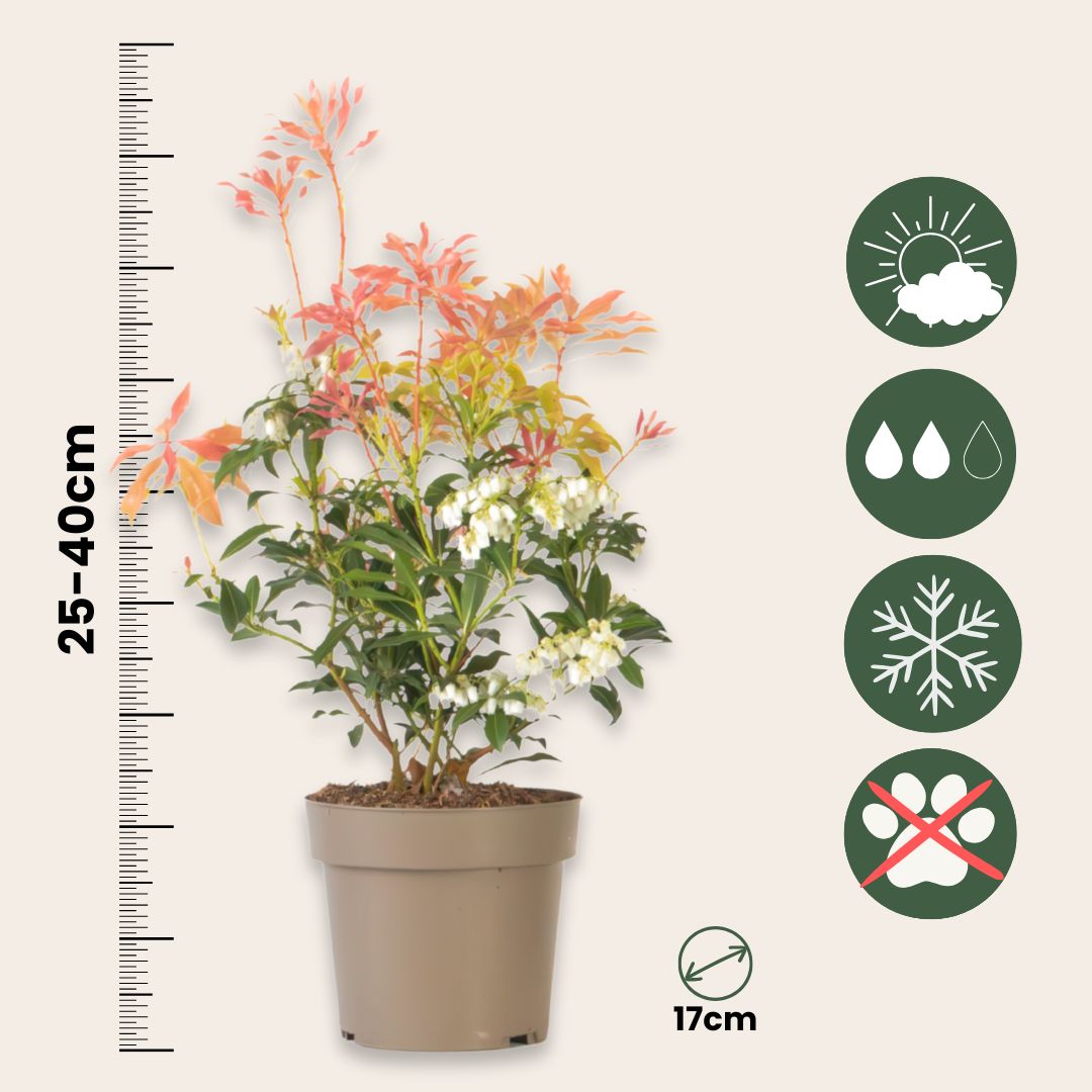 Andromeda Japonica - 2 Pzs - Pieris 'forest Flame' - Altura 25-40cm - ⌀17cm_2