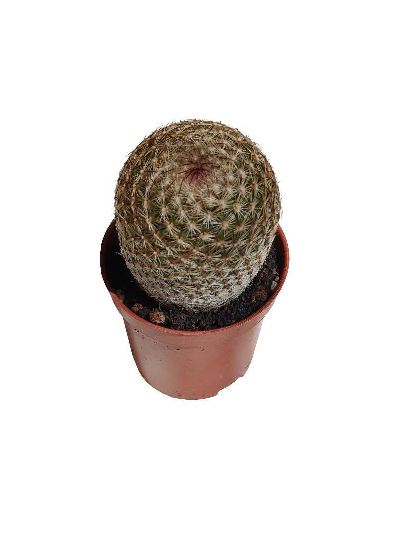 Mammillaria Crucigera Cactus Planta Natural Ø5_0