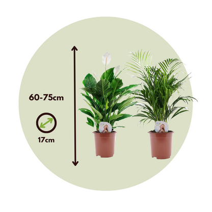 Dúo Verde - 2 Pzs - Spathiphyllum Dypsis - Incluye Cesta - 60-75cm - ⌀17cm_2