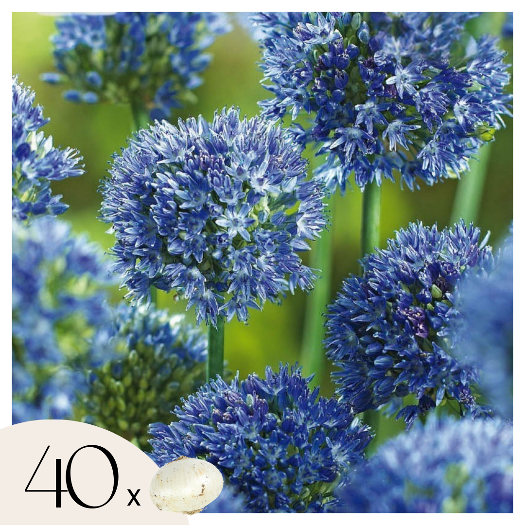 Ajo Ornamental Azul - Allium 'caeruleum' - Pack De 40 Bulbos_0