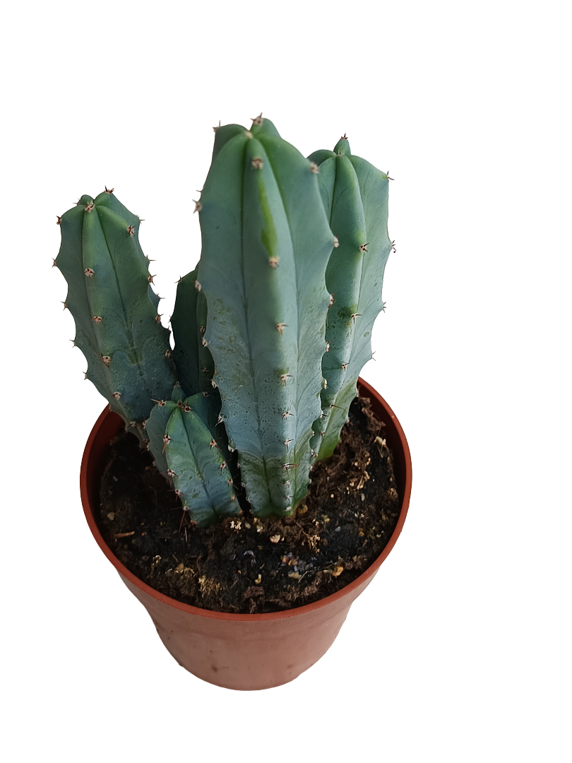 Myrtillocactus Geometrizans Cactus Azul Ø8_0