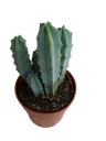 Mirtillocactus Cacto Azul Geometrizans Ø8