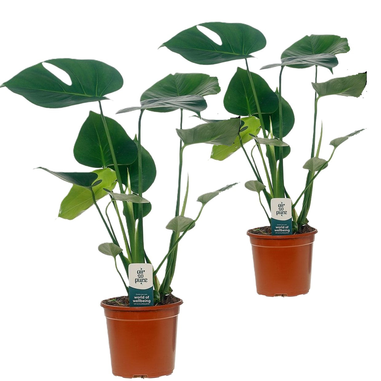 Costilla De Adán - 2 Pzs - Monstera Deliciosa - Altura 45-55cm - ⌀14cm_0