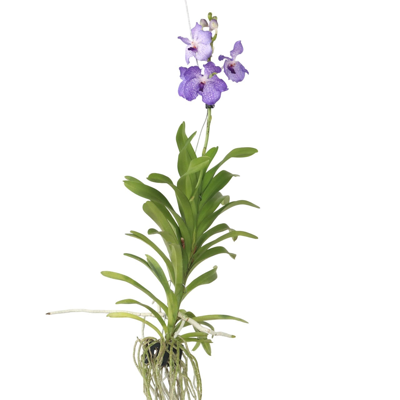 Orquídea Vanda - Vanda 'new Blue' - Altura 55-65cm_0