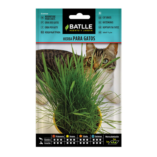 Sementes de erva para gatos