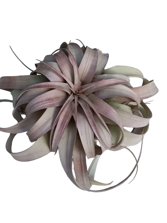 Tillandsia Xerographica Xl - Grande 20 Cms Planta_0