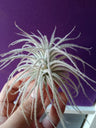 Tillandsia Tectorum, Grande, Planta De Casa