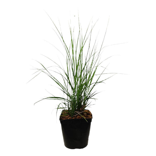 Pennisetum Alopecuroides M17 40cm_0