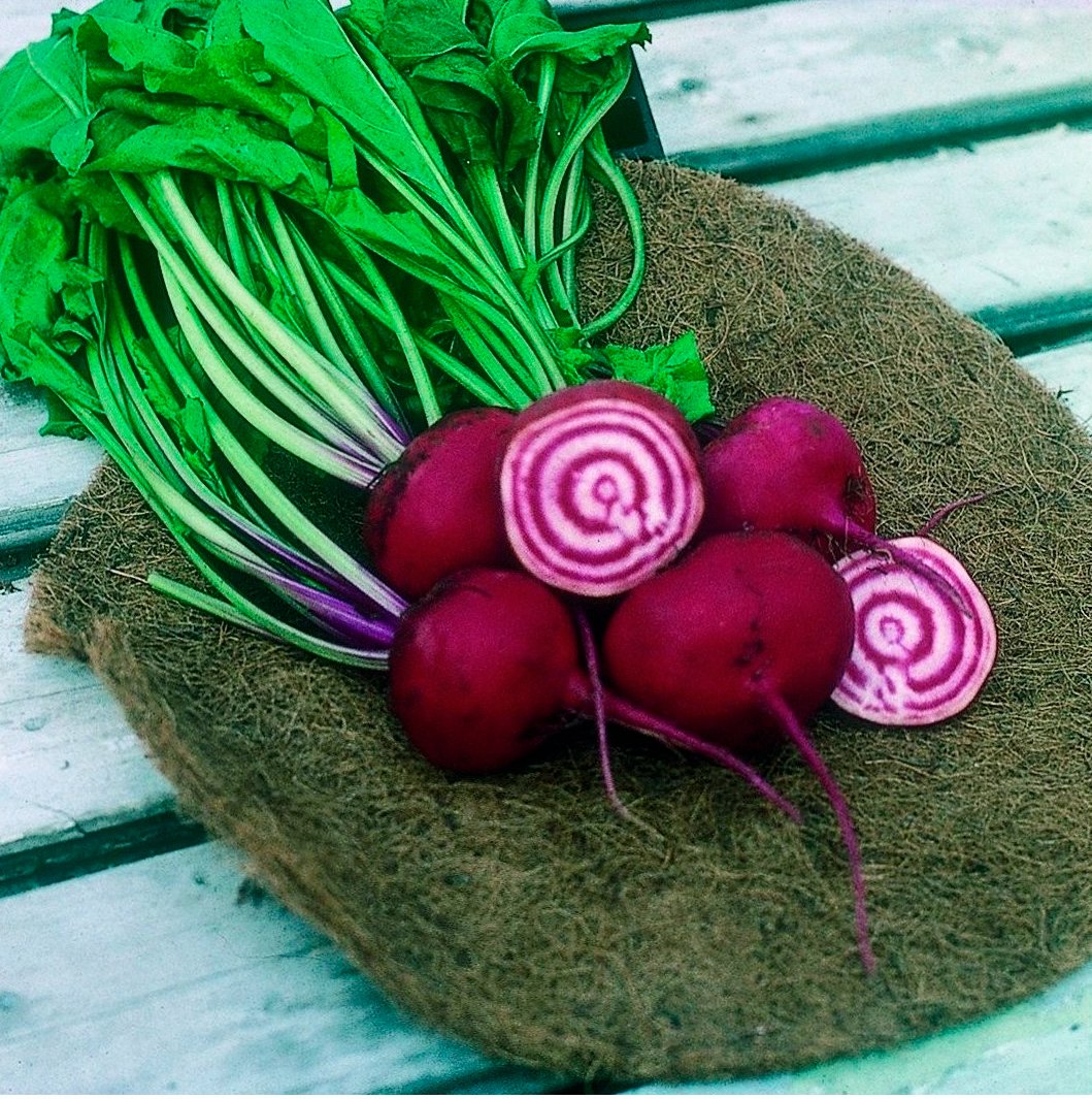 Semillas Remolacha Chioggia Ecológicas