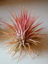 Tillandsia Ionantha Var Rubra (planta Aérea)