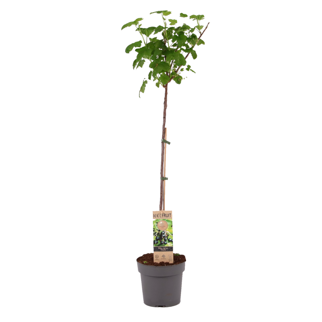 Grosella Negra - Ribes Nigrum 'titania' - Altura 90-100cm - ⌀21cm_0
